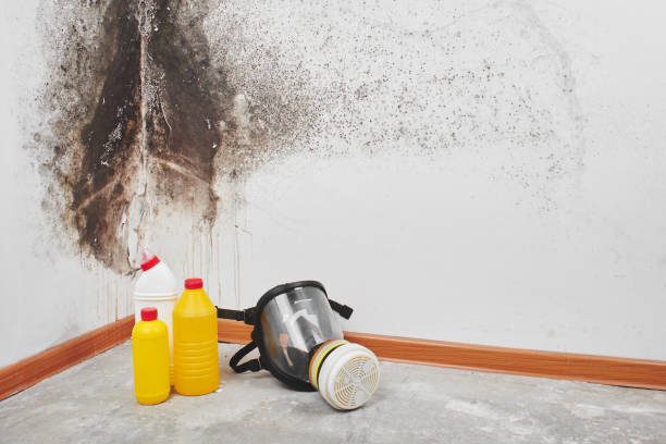 Best Commercial Mold Removal  in Fort Lee, VA