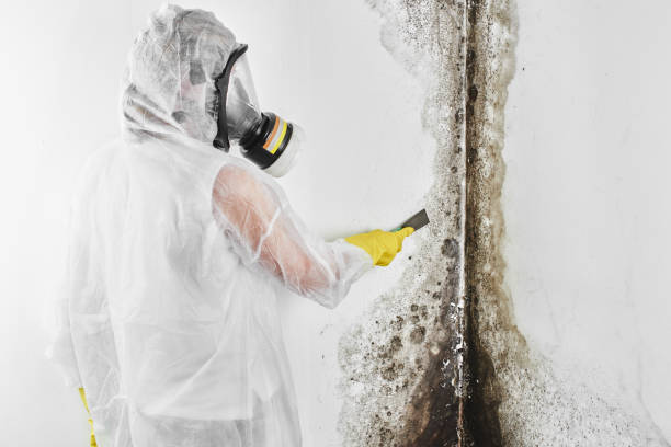 Best Same-Day Mold Removal  in Fort Lee, VA