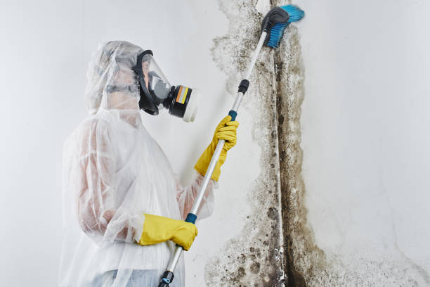 Best Black Mold Removal  in Fort Lee, VA