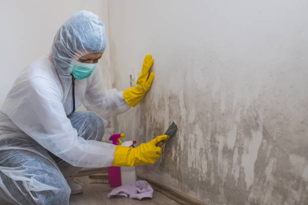 Best Mold Testing  in Fort Lee, VA