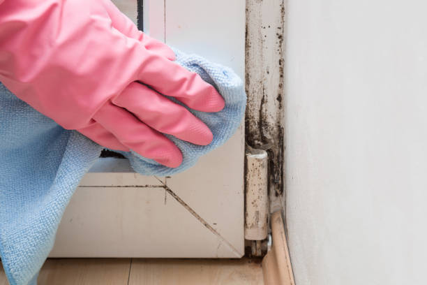 Attic Mold Removal in Fort Lee, VA