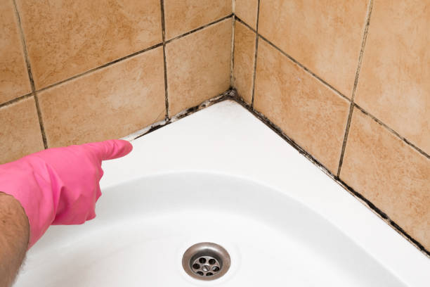Best Attic Mold Removal  in Fort Lee, VA