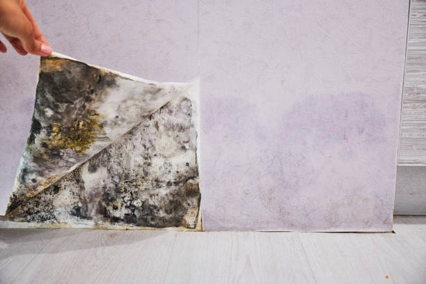 Office Mold Removal Services in Fort Lee, VA